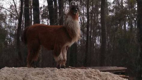 10007015_10201894725873385_1184732362_n