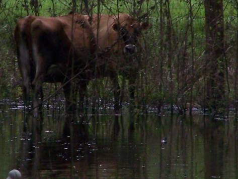 1010242_599440026755049_1801147615_n