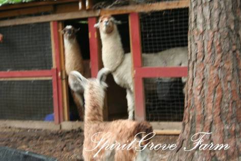 10365820_10202334944238569_6754668148294758414_n