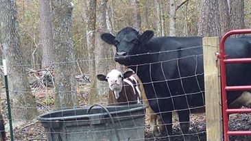 10698553_10203481428019947_284272858995712217_n