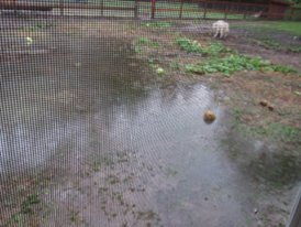 12032038_10205387940481567_577278377987241481_n