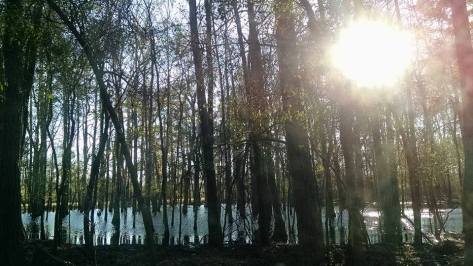 12508853_10205908244328838_1650153958118633577_n