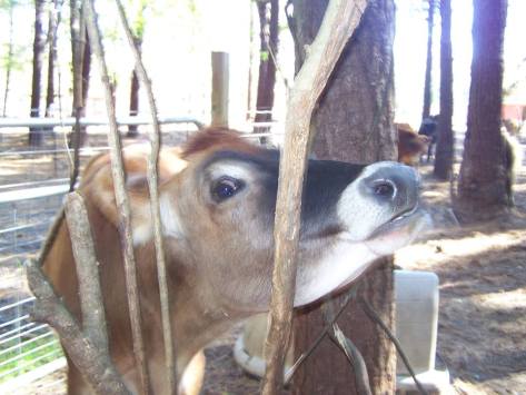 1463503_10201133871372498_599462584_n