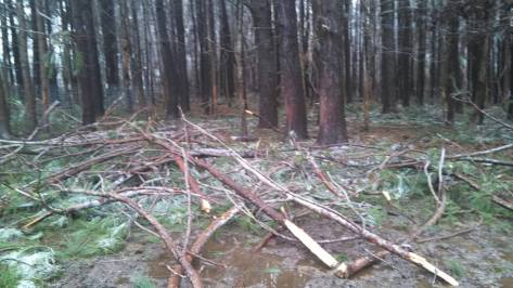 1939523_10201690810175620_973214664_n