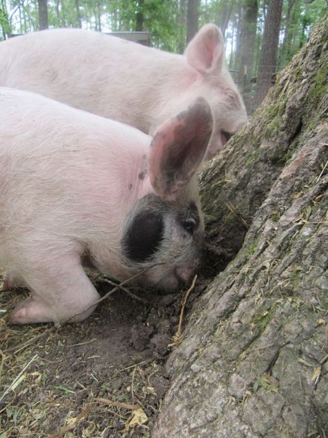 11039908_10204328873485554_5891708621788239756_n