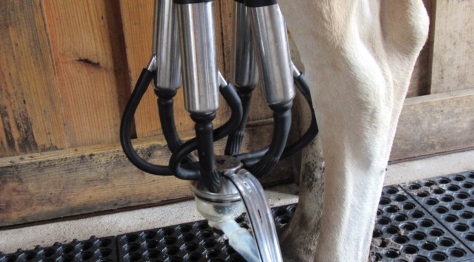 Training a family cow the gentler way