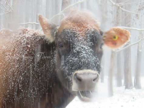 imageedit_11_3258399322