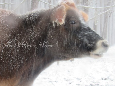 imageedit_1_2182010196