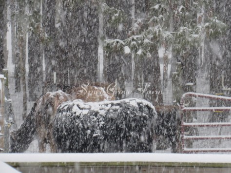 imageedit_23_4017029777