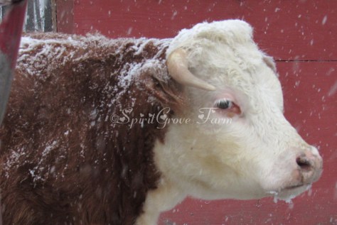 imageedit_28_2083827376