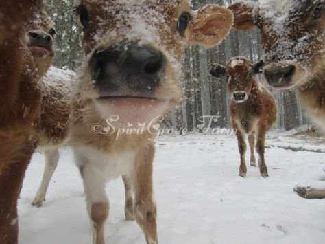 imageedit_5_8272749438