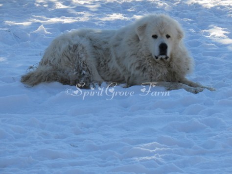 imageedit_9_5415621042