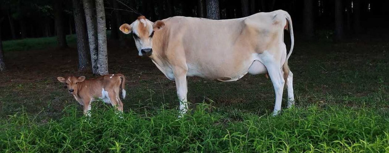 Miniature Jersey cows and Hand Milled Kiln Dried Wood at SpiritGrove Farm at Indian Hill